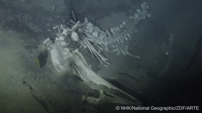 Quét camera dưới đáy Nam Cực, chuyên gia phát hiện “bữa tiệc” bất thường trong nghĩa địa cá voi - Ảnh 2.